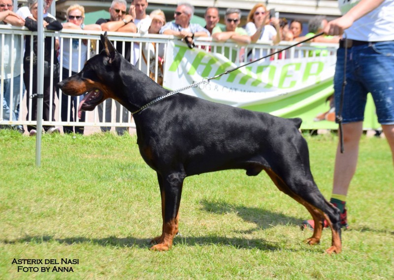 Asterix del Nasi + Black + Male